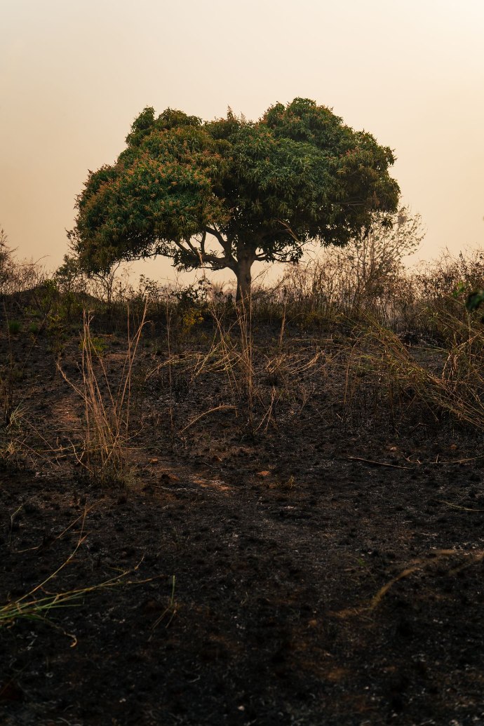 Terres brulées par les flammes