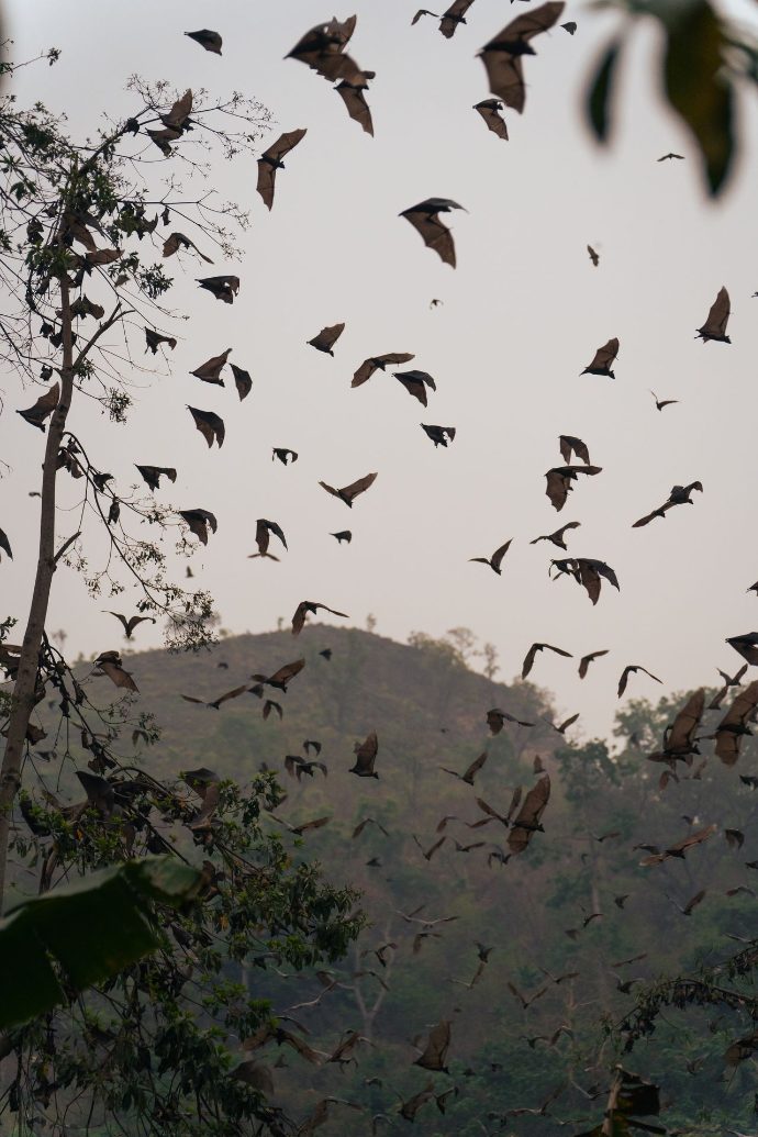 Nuage de chauve souris au couché du soleil