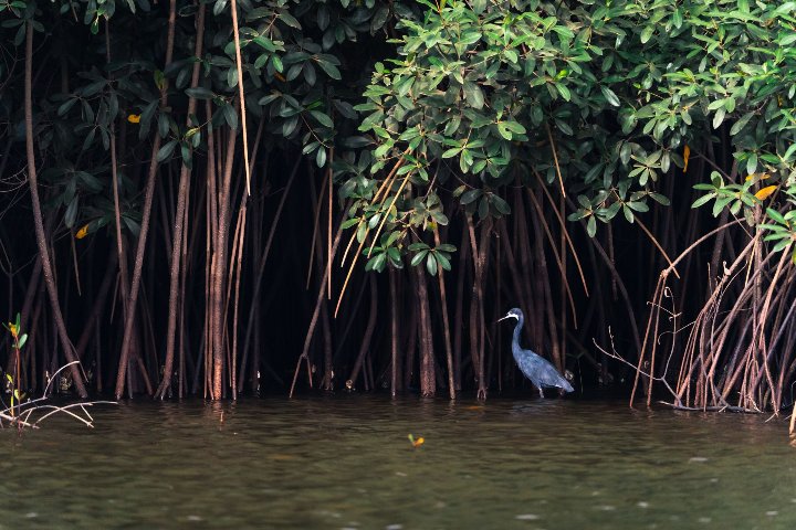 oiseau dans les mangroves togolaises