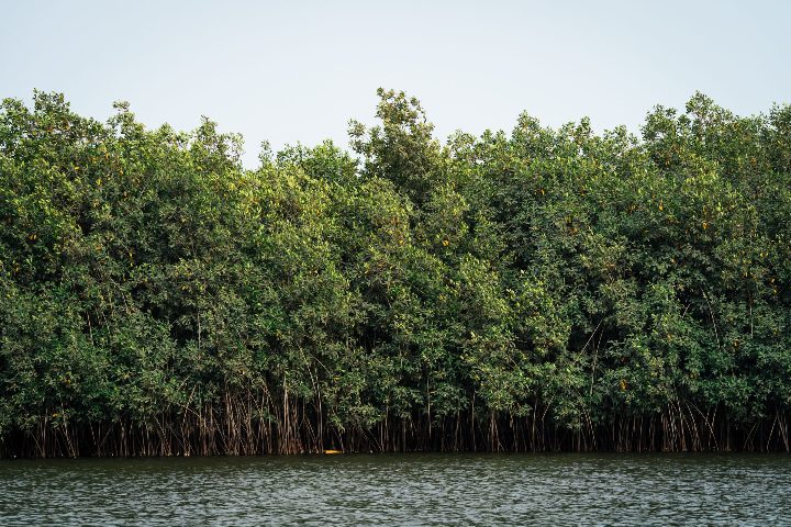 Mangrove au Togo